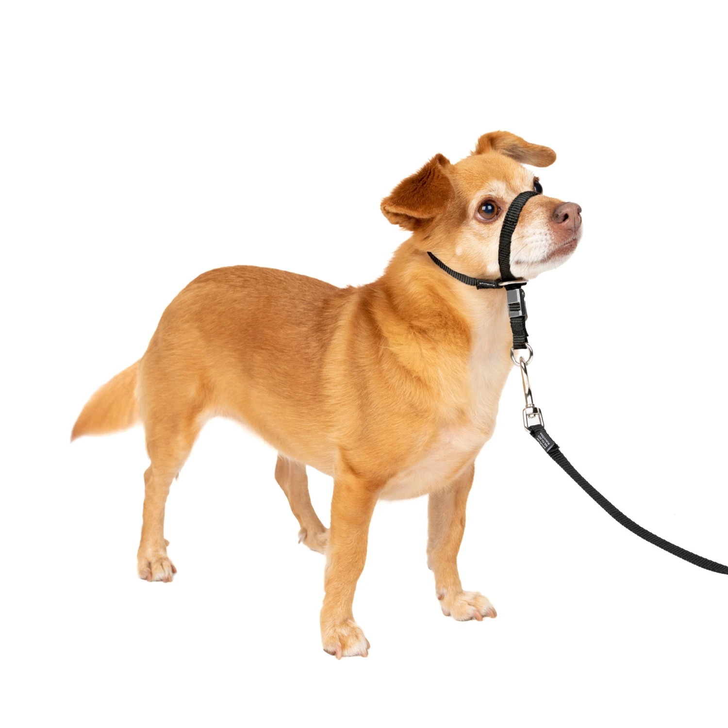 Gentle Leader® Headcollar, No-Pull Dog Collar 2 Gentle Leader® Headcollar, No-Pull Dog Collar