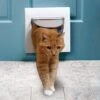 4-Way Locking Cat Flap -Best Pet Supplies xyqcb6kcu9ntlqwqw47g