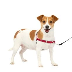 Easy Walk® Harness, No Pull Dog Harness -Best Pet Supplies yu5ujaiynk6vt6teo8jq dca30cf1 a587 41a9 9faa 80ffbb3b45aa