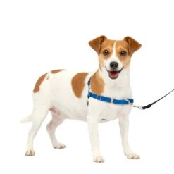 Easy Walk® Harness, No Pull Dog Harness -Best Pet Supplies za0eyzh9zjfyhdfumdaq ec8e464c b41f 4ba9 bbfa 648390a28609
