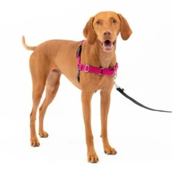 Easy Walk® Harness, No Pull Dog Harness -Best Pet Supplies zd9dcagzfyq6ulxhbbff d651ef58 f184 401f 8363 c1065531a44f