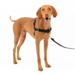 Easy Walk® Harness, No Pull Dog Harness -Best Pet Supplies zwxrqg6fejy8w72wwdco d61e3fba 153f 4feb 8b4c 951597b55224